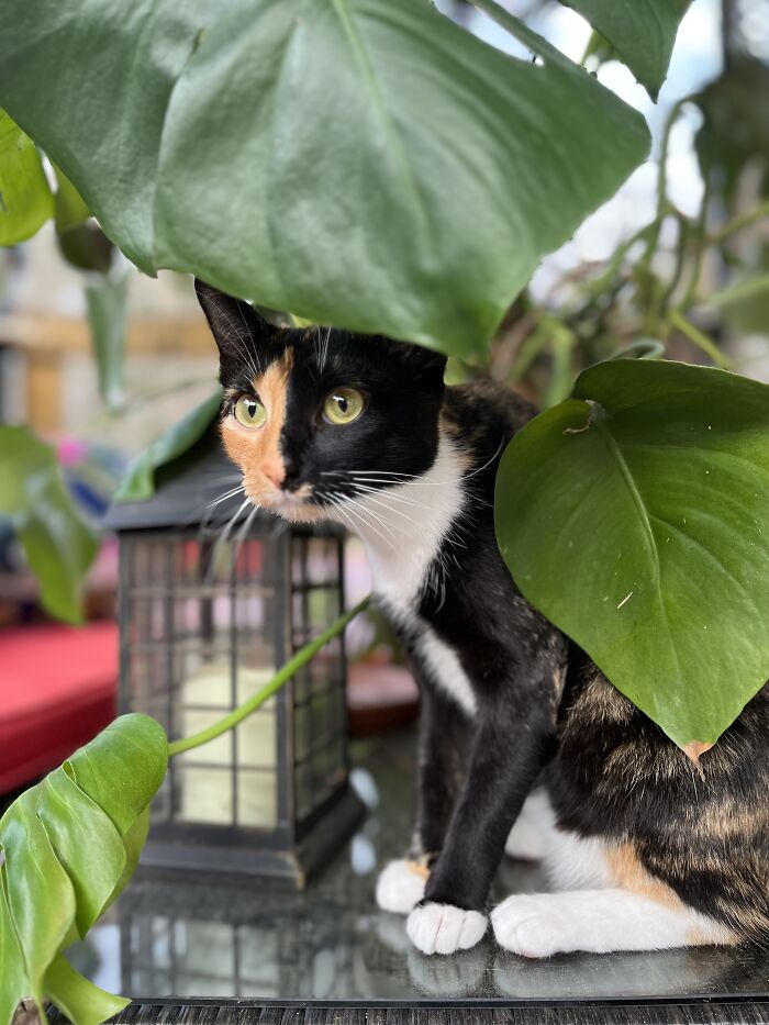 Darla The Demon ❤️