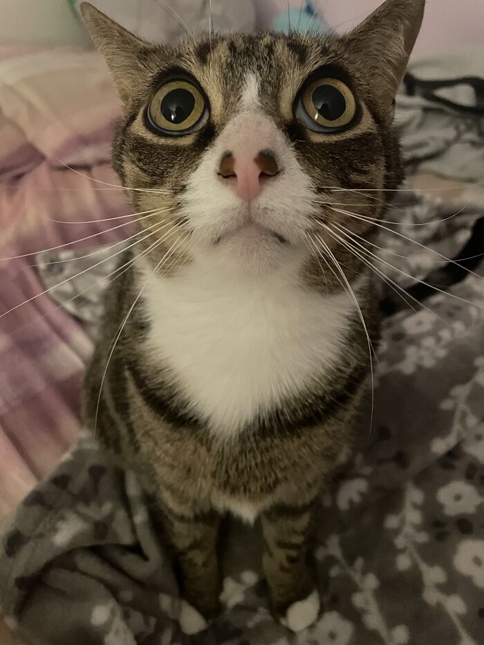 I Found The Best Photos Of My Pets