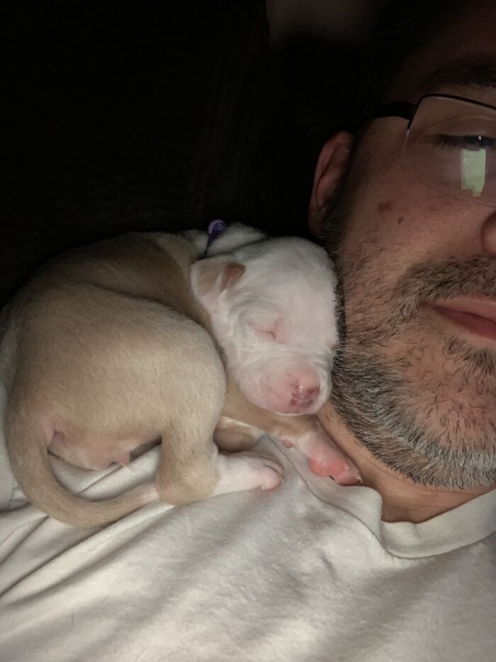 Pit Bull&rsquo;s Adorable Naptime Ritual That Started At 3 Weeks Old Continues To This Day