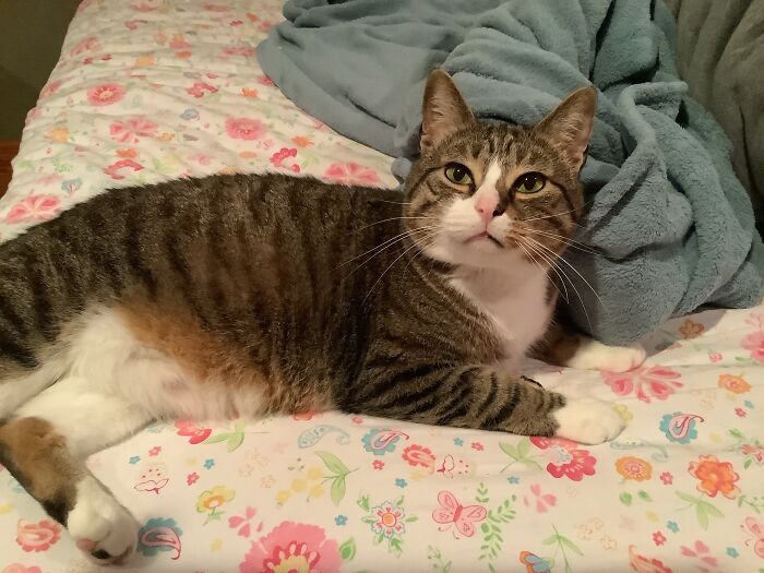 Not A Black Cat, But Ronnie Wants To Be Famous Online