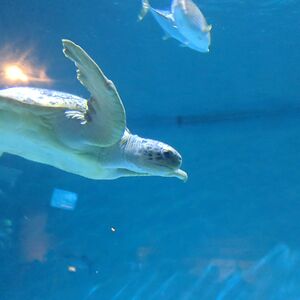 flbeachbum3363 avatar