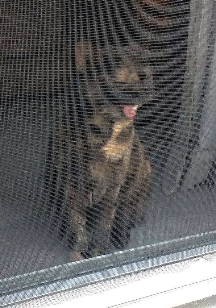 Quarantine Cat 4/7/2020