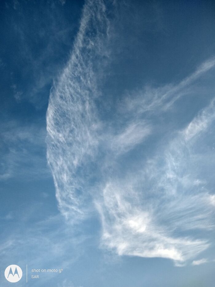 The Headless Cloudbird. Tirunelveli, India
