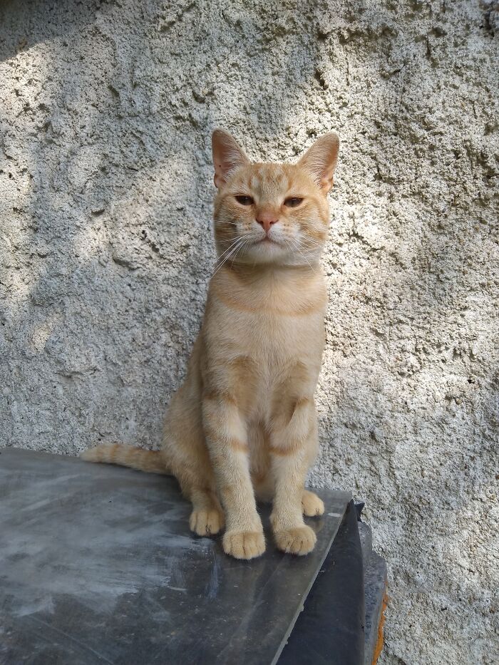 He Loves It When I Take Pictures Of Him, Always Posing Like Hes Passport Photo Was Taken Lol 😂