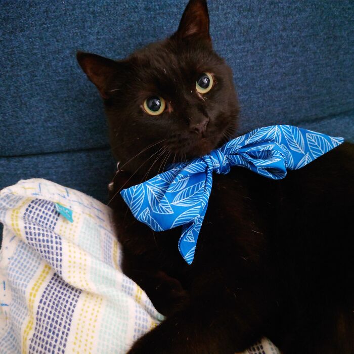 An Angry Rescue Cat. Here Is Luca. We Posted On Facebook That We Wanted To Adopt A Cat That No One Else Wanted. A Lady Contacted Me About This Old, Fleabitten Fiv+ Cat That Was Found As A Stray. We Said Yes Straight Away. He Is Not Easy To Live With Sometimes But We Love Our Grumpy Old Fellow