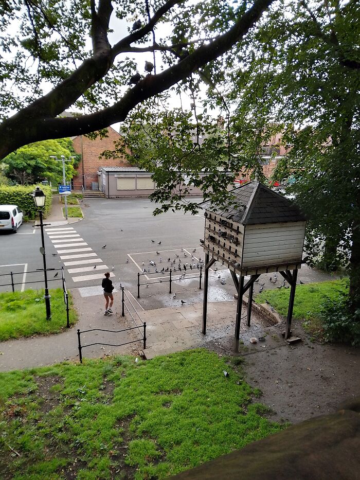 Don't Know If It's Common But I Found A Pigeon Hotel