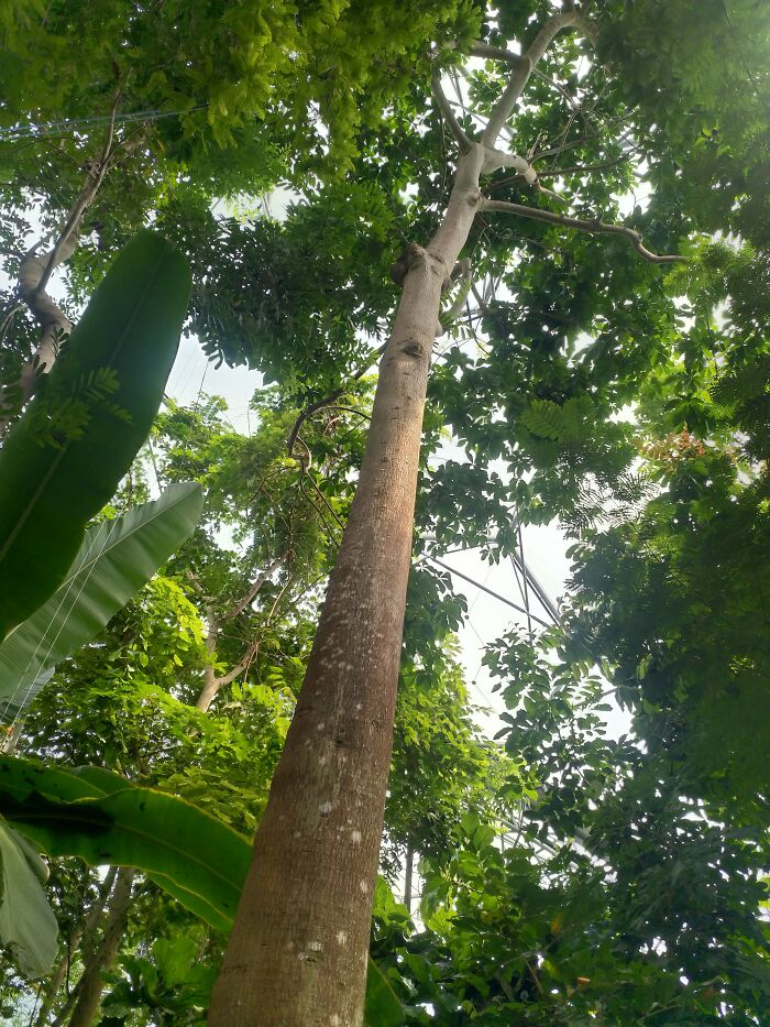 A Big Tree At The Eden Project