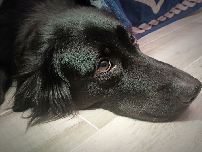 My Dog Casually Laying Beneath Our Drying Rack