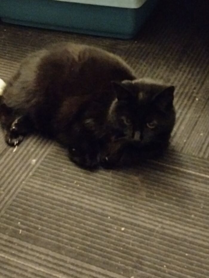 This Is My Friends' Cat, Blue Berry (Aka: Boo-Boo). She Is A Black Manx. She Is Quite Shy But, An Absolute Sweetheart 😘