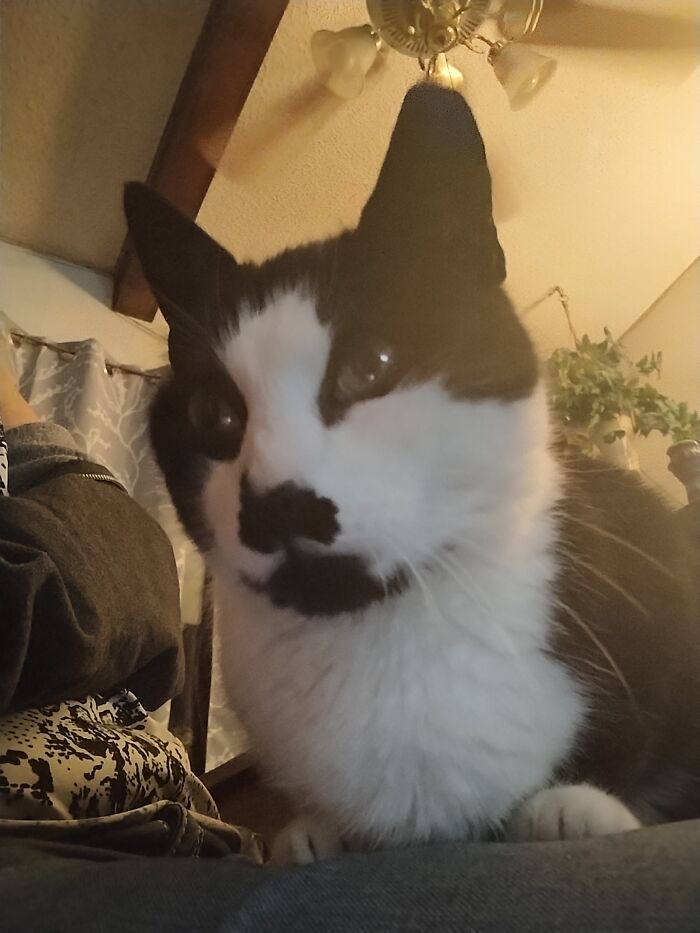 Boo-Boo's Adopted Sister, "Stevenee" Is A Sweet With An Ornery Streak Tuxedo Girl ❣️