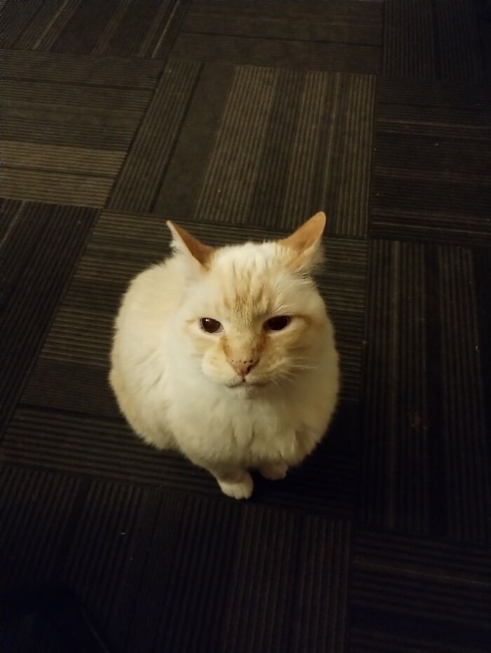 Our Lord Of The Manor, Sankey "Little Boy" (Ahem, Little As In: 'West Highland Terrier' Size Of Little) Sankey Is Booboo's Hubby, Stevenee's Big Adoptive Brother. Sankey Will Be Celebrating His 17th Birthday September 3rd This Year ❣️