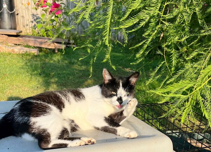 This Is A Picture My Grandma Sent To Me Of Her Rambunctious Little Friend. :)