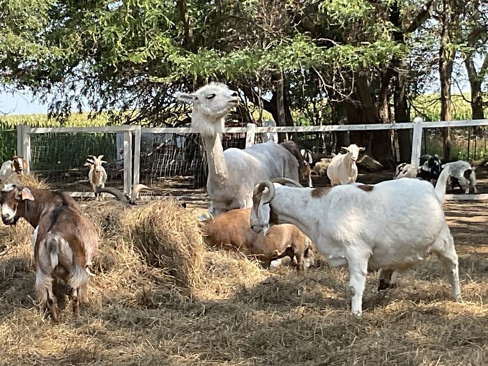 Rescue Goats And Sheep Living Their Best Life (37 Pics)