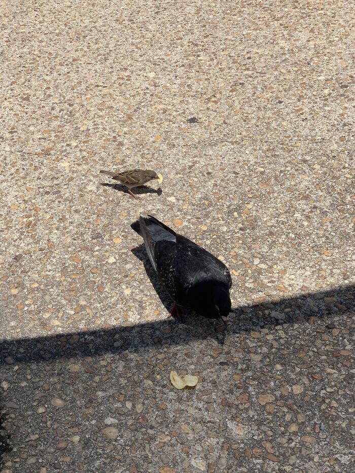 A Really Pretty Pigeon I Saw In Dc. Hope Y’all Will Appreciate Him More Than My Travel Companions