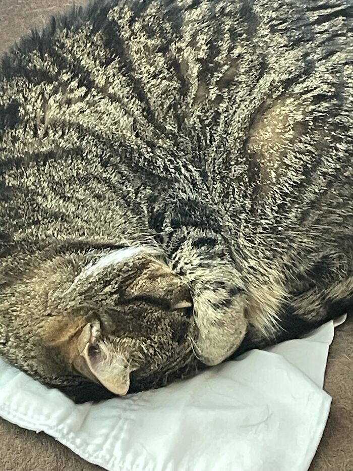 I Found The Best Photos Of My Pets