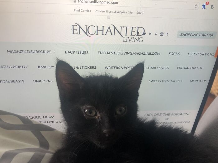 Squiggle He Has A Hooked Tail And We Love Him