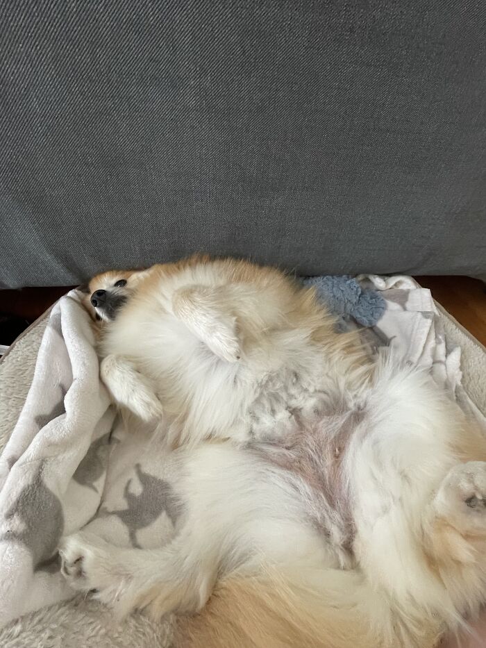 I Found The Best Photos Of My Pets