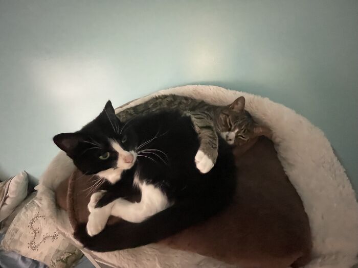 I Found The Best Photos Of My Pets