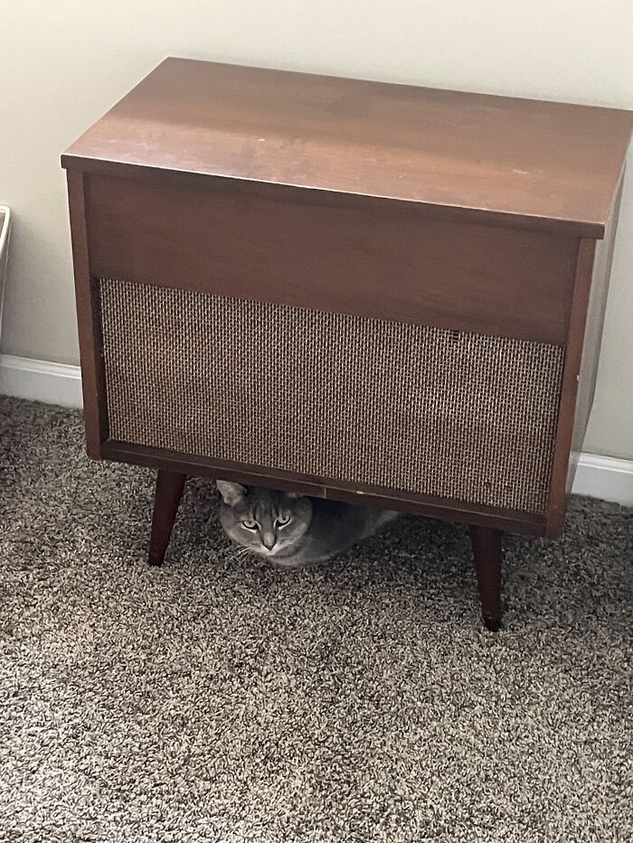 I Found The Best Photos Of My Pets