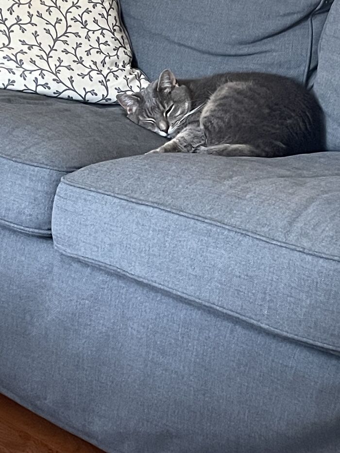 I Found The Best Photos Of My Pets