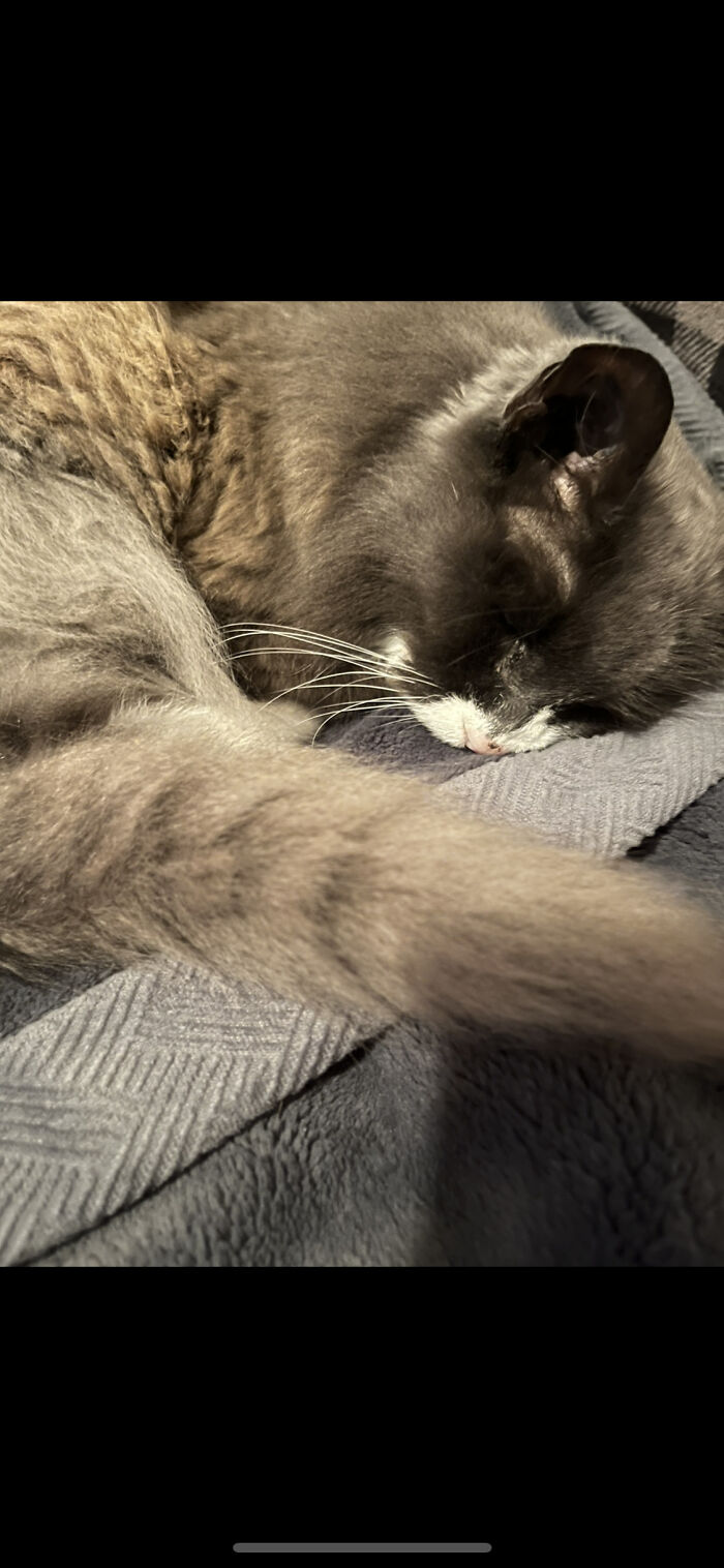 My Cat, Misty. She Passed Away A Couple Months Ago. This Is The Last Photo I Took Of Her