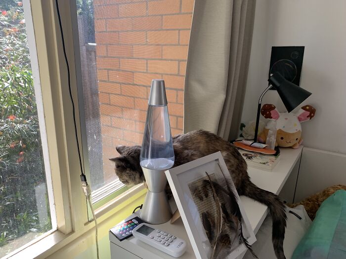 This Is The Best Photo I Have Of My Feather Collection! (Next To My Cat) They Are All From Barnvelders At My School's Farm! I Collect Feathers From Them Sometimes! I Have One Sussex Feather From Our Old Girl, Rebel, And The Others Are From Deceased Chickens I Owned. Rip Fidget, Hazel/Xeno And All My Other Fallen Feathery Friends. I'm So Glad I Get To Share My Collection With People Like Me!