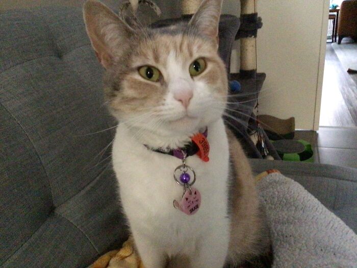 My Friends Cat (1/2)