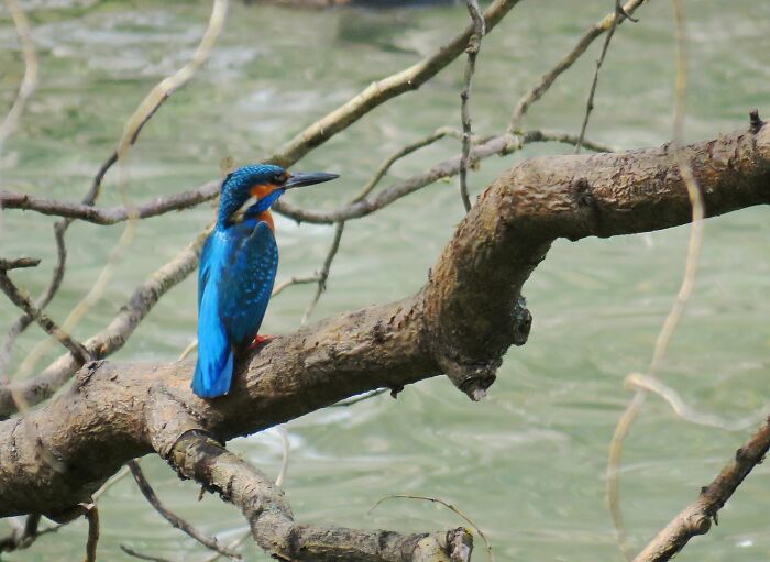 My Favorite Bird, The Kingfisher...🥰