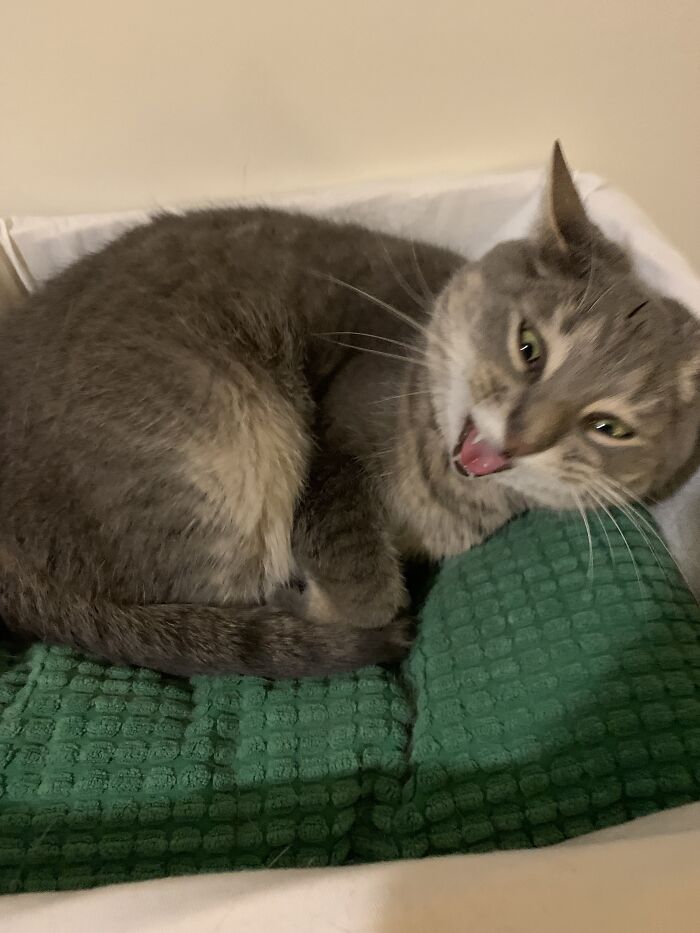 I Found The Best Photos Of My Pets