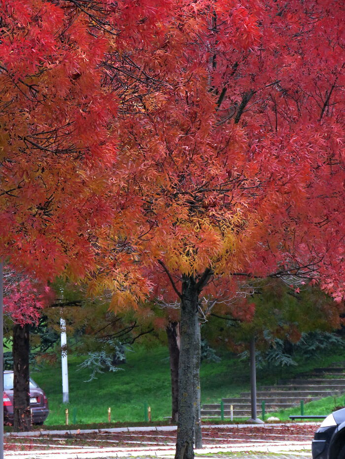 I Don't Know What Kind Of Tree This Is, But It's Beautiful In The Fall