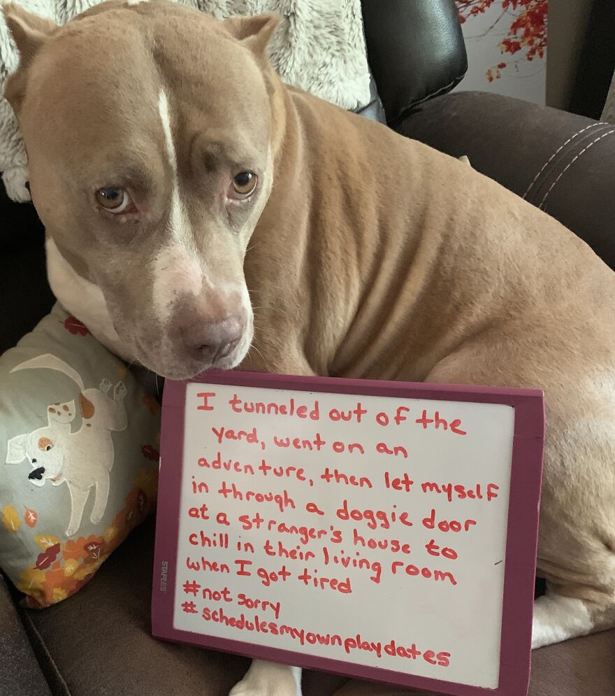 Another Pup To Add To The Wall Of Shame