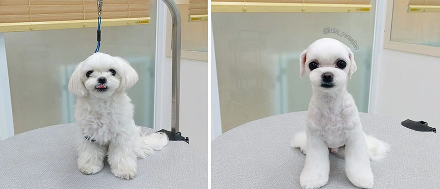 In Korea, Dog Hair Salon Goes Viral For 'Cute' Cuts On Its Customers