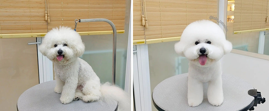 In Korea, Dog Hair Salon Goes Viral For 'Cute' Cuts On Its Customers