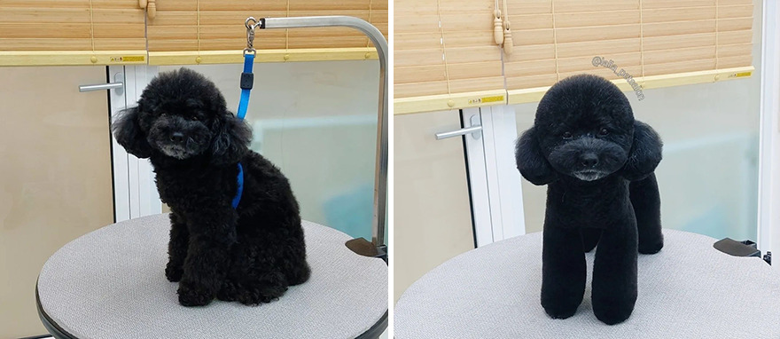 In Korea, Dog Hair Salon Goes Viral For 'Cute' Cuts On Its Customers