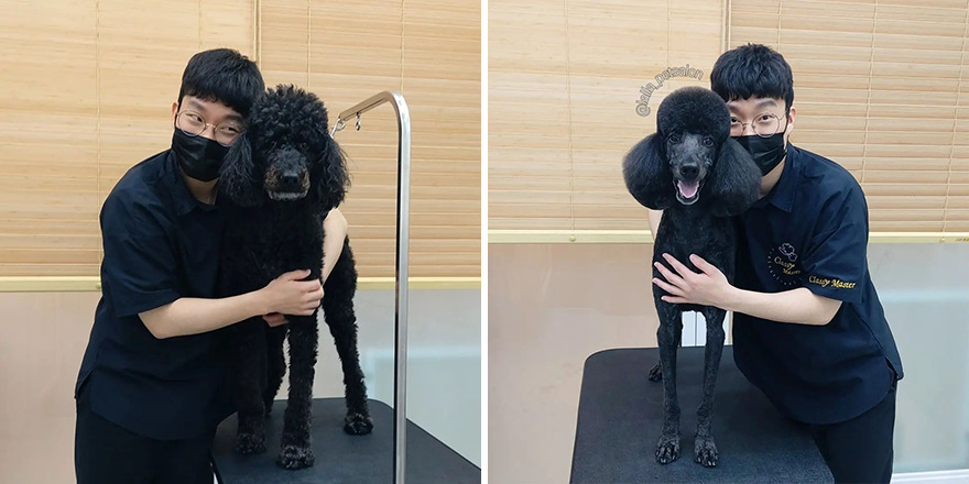 In Korea, Dog Hair Salon Goes Viral For 'Cute' Cuts On Its Customers