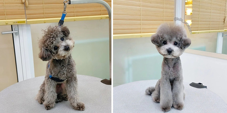 In Korea, Dog Hair Salon Goes Viral For 'Cute' Cuts On Its Customers