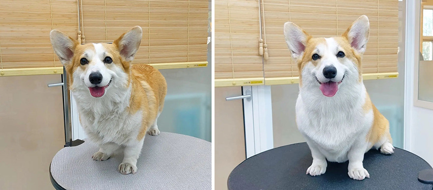 In Korea, Dog Hair Salon Goes Viral For 'Cute' Cuts On Its Customers