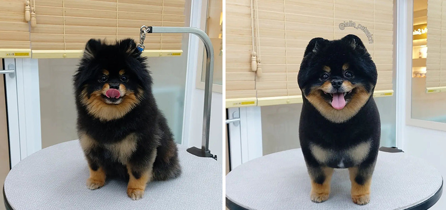 In Korea, Dog Hair Salon Goes Viral For 'Cute' Cuts On Its Customers