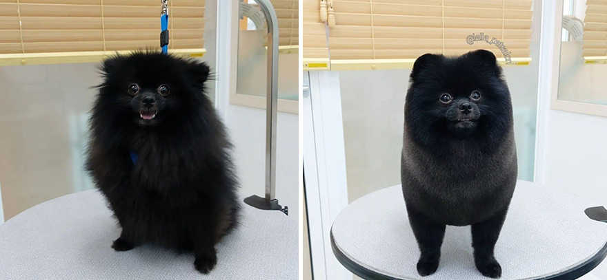 In Korea, Dog Hair Salon Goes Viral For 'Cute' Cuts On Its Customers