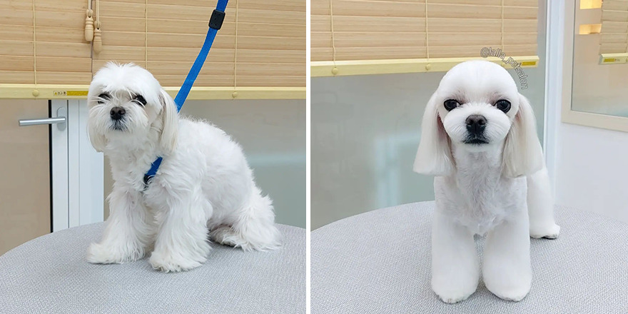 In Korea, Dog Hair Salon Goes Viral For 'Cute' Cuts On Its Customers