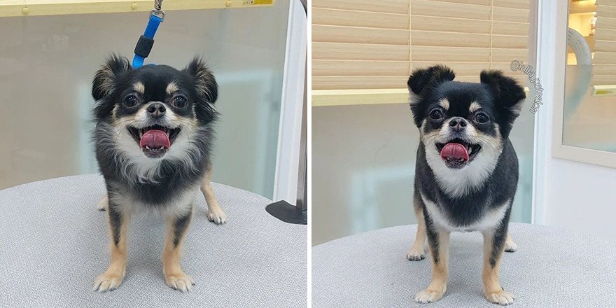In Korea, Dog Hair Salon Goes Viral For 'Cute' Cuts On Its Customers