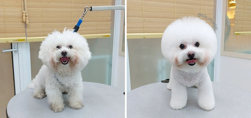 In Korea, Dog Hair Salon Goes Viral For 'Cute' Cuts On Its Customers