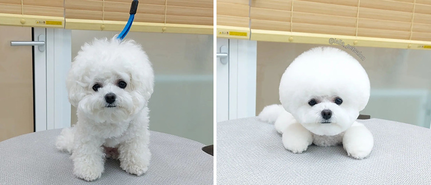 In Korea, Dog Hair Salon Goes Viral For 'Cute' Cuts On Its Customers