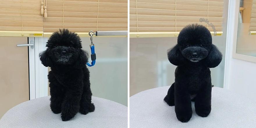 In Korea, Dog Hair Salon Goes Viral For 'Cute' Cuts On Its Customers