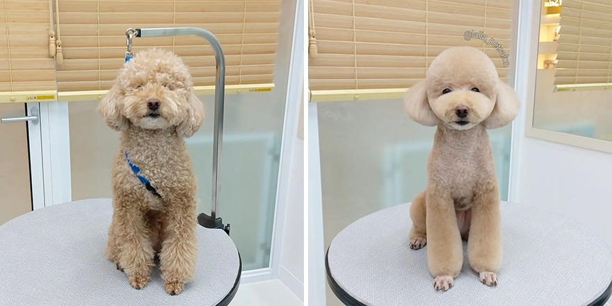 In Korea, Dog Hair Salon Goes Viral For 'Cute' Cuts On Its Customers