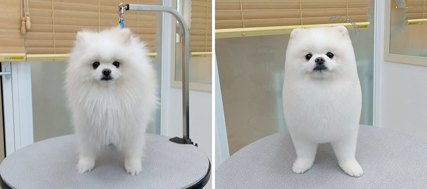In Korea, Dog Hair Salon Goes Viral For 'Cute' Cuts On Its Customers