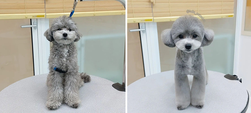 In Korea, Dog Hair Salon Goes Viral For 'Cute' Cuts On Its Customers