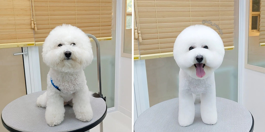 In Korea, Dog Hair Salon Goes Viral For 'Cute' Cuts On Its Customers