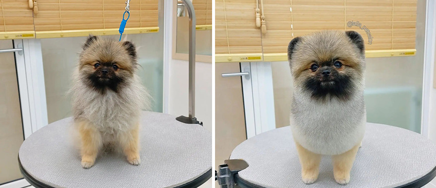 In Korea, Dog Hair Salon Goes Viral For 'Cute' Cuts On Its Customers