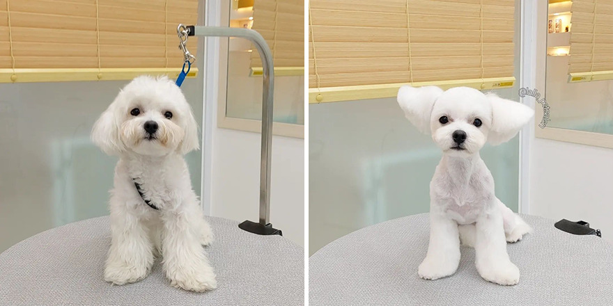 In Korea, Dog Hair Salon Goes Viral For 'Cute' Cuts On Its Customers